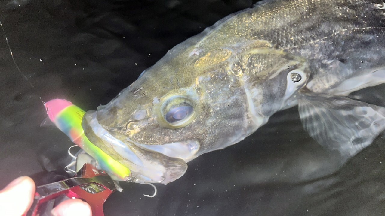 五十嵐誠のネコリグロッド「ラクゼATS05 S60ULソリッドセンサー」 | Basser